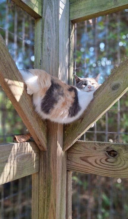 Bobbi, Adoptable, Adult Female Dilute Calico & Manx.