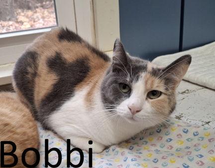 Bobbi thumbnail 2