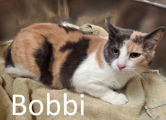Enlarge Bobbi, a Adoptable mixed breed in Mountain View, AR image 3/3