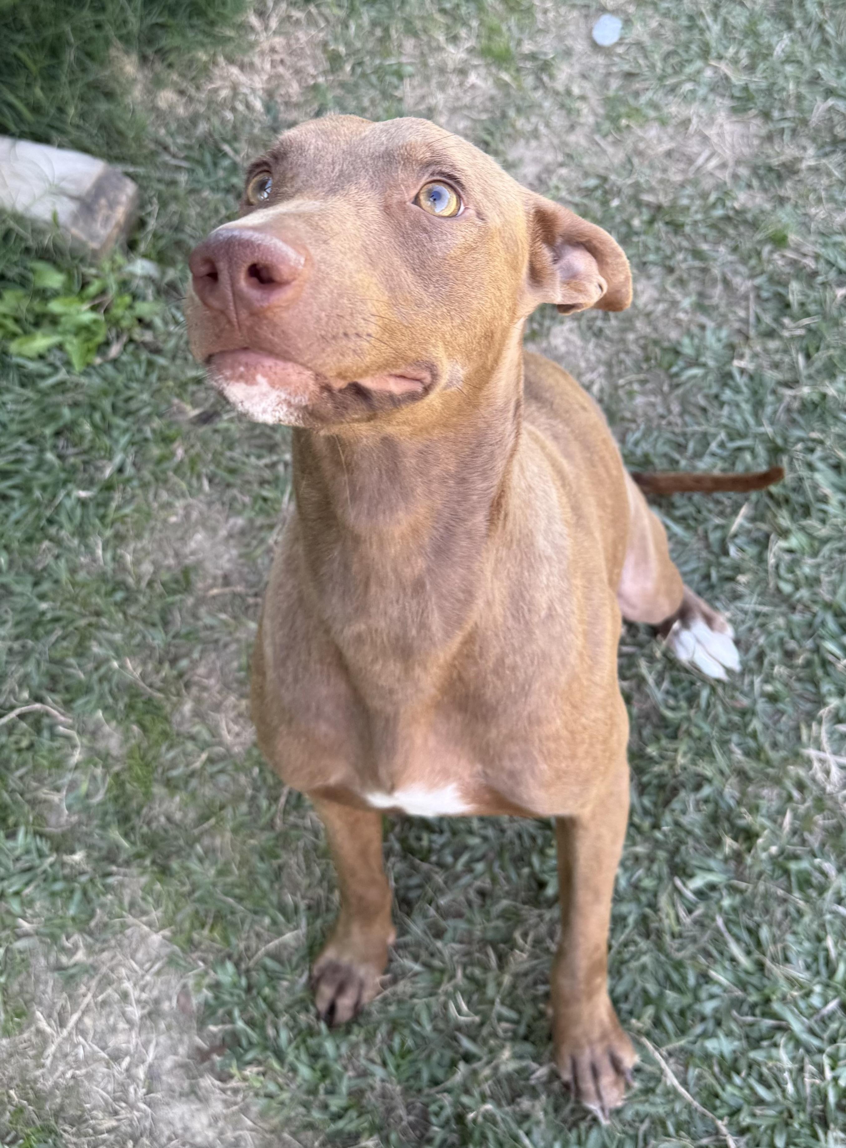 Avery, a Adoptable mixed breed in Lancaster, SC image 1/3