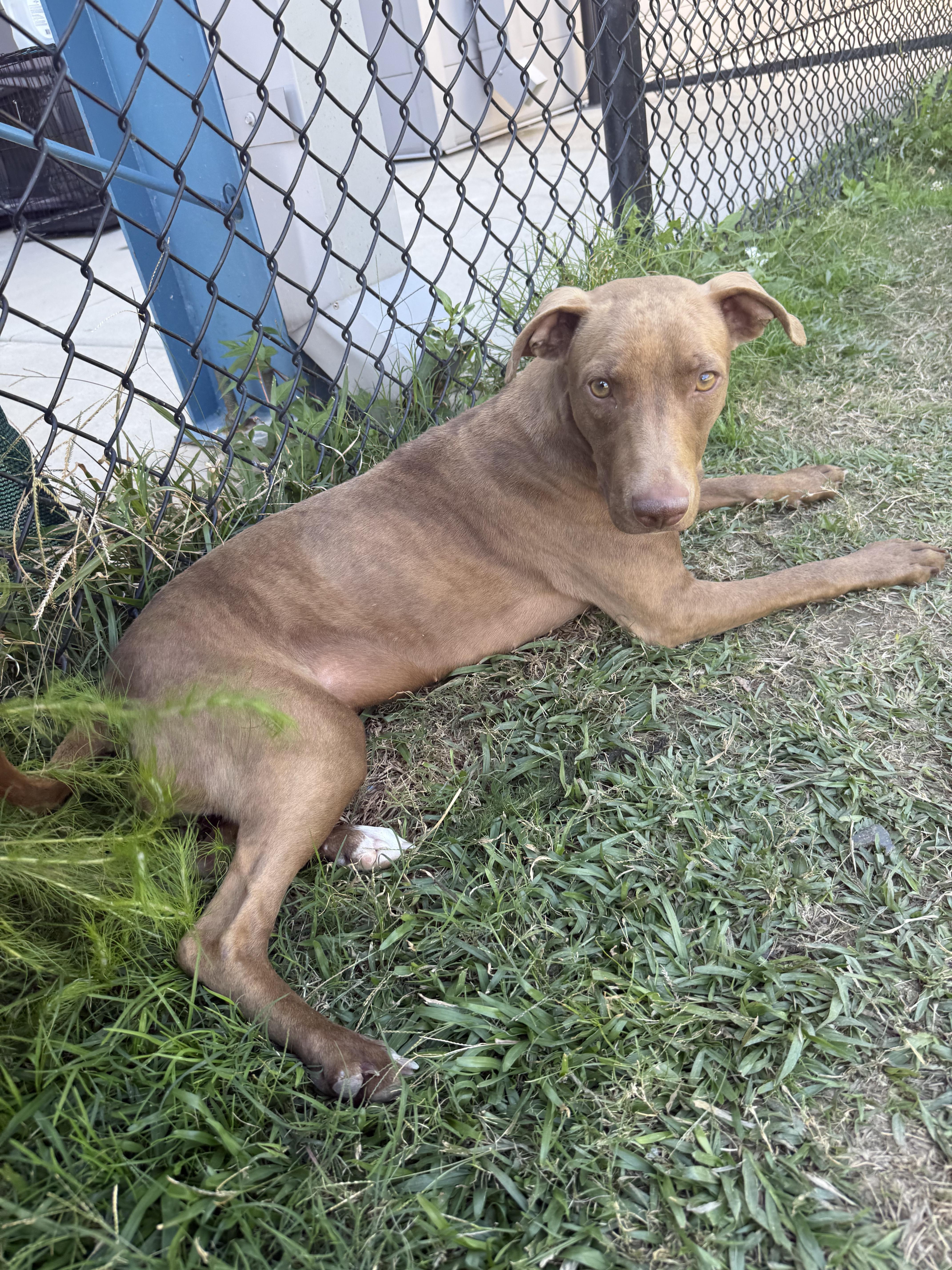 Avery, a Adoptable mixed breed in Lancaster, SC image 2/3