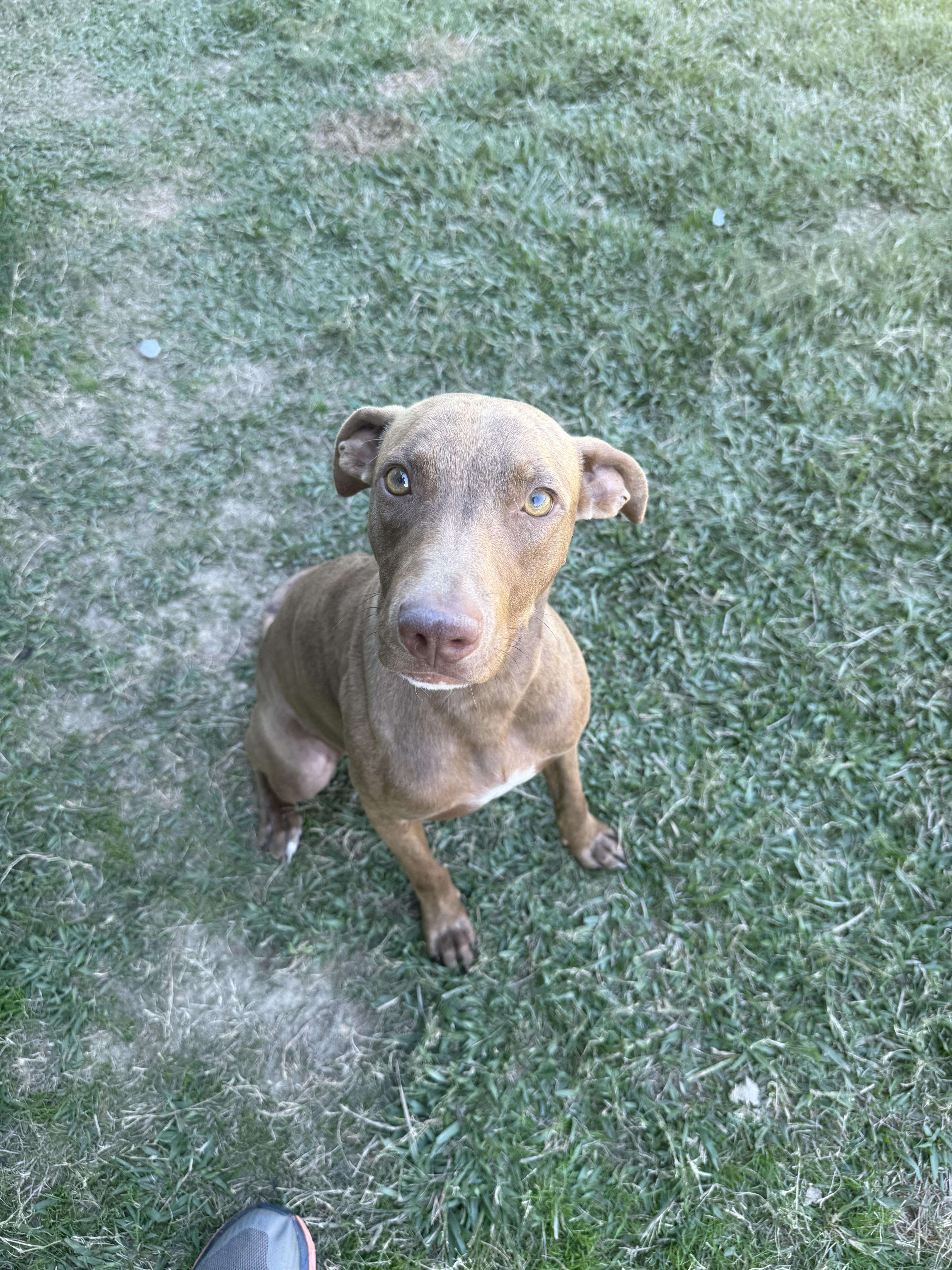 Avery, a Adoptable mixed breed in Lancaster, SC image 3/3