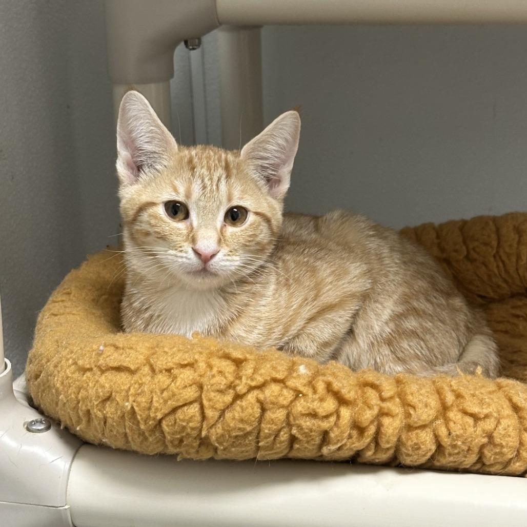 Airhead, Adoptable, Kitten Male Domestic Short Hair.