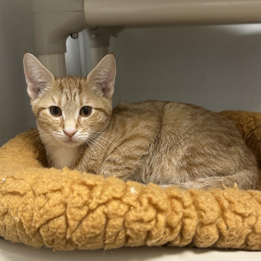 Enlarge Airhead, a Adoptable Domestic Short Hair in Blue Ridge, GA image 2/2