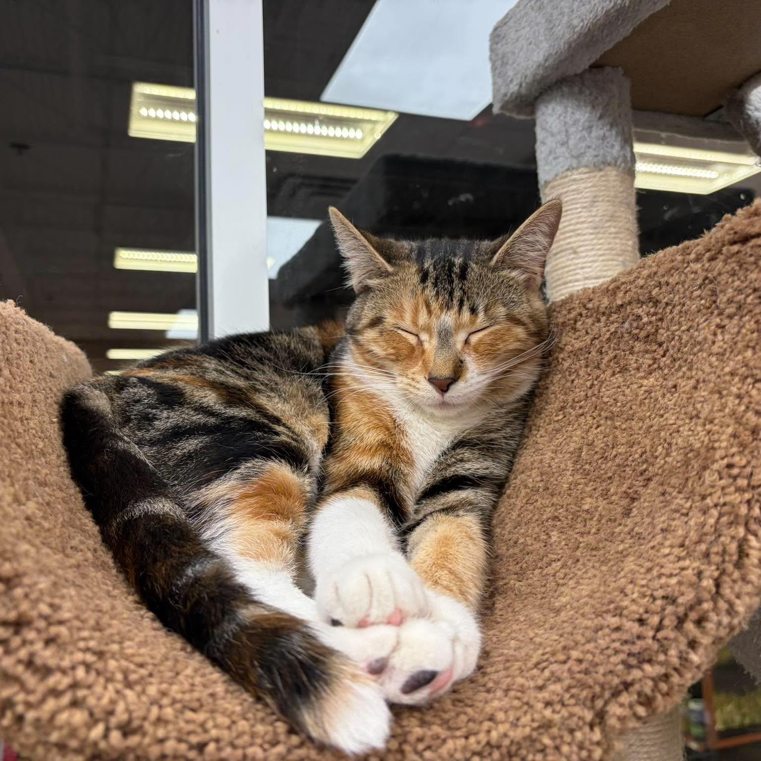 Matilda, an adopted Domestic Short Hair in Rochester, NY image 2/5
