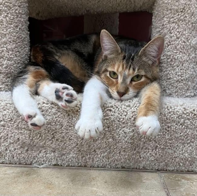 Matilda, an adopted Domestic Short Hair in Rochester, NY image 4/5