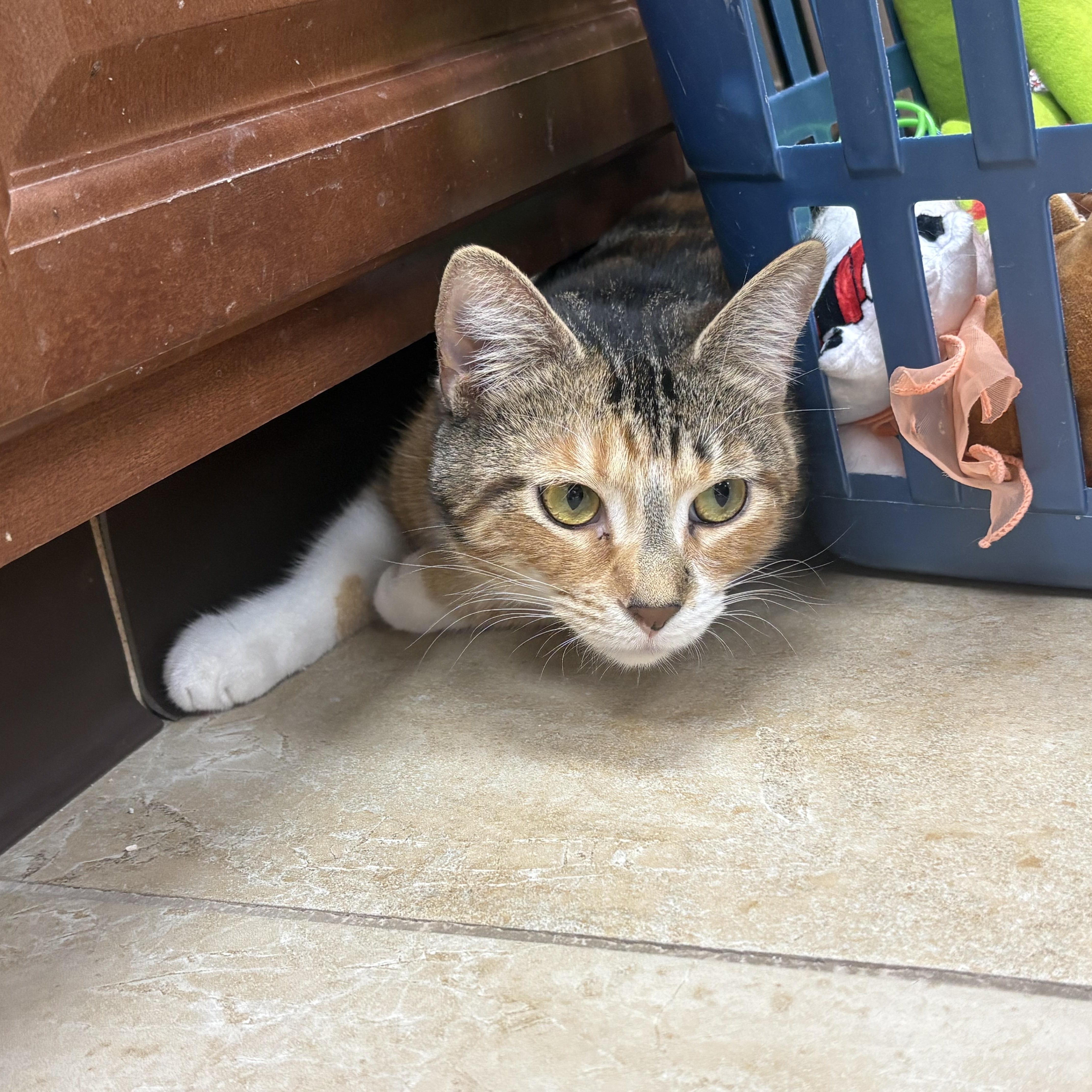 Matilda, an adopted Domestic Short Hair in Rochester, NY image 5/5