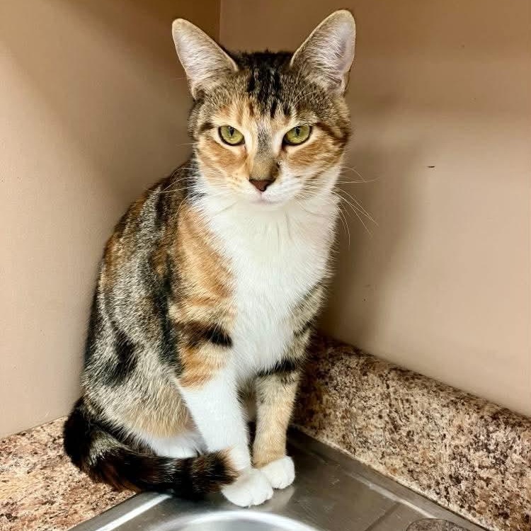 Matilda, an adopted Domestic Short Hair in Rochester, NY image 3/5