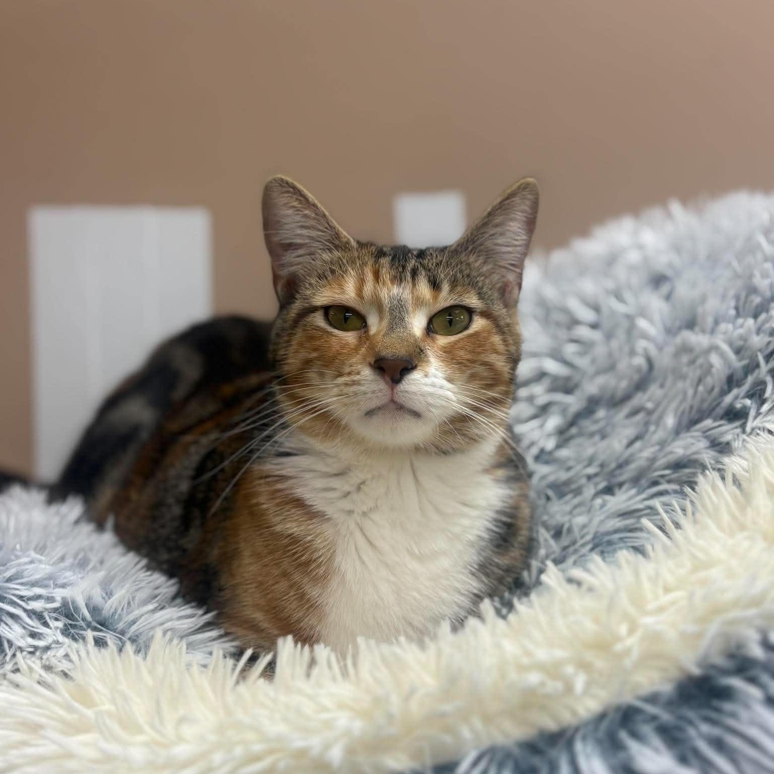 Matilda, adopted, Young Female Domestic Short Hair.