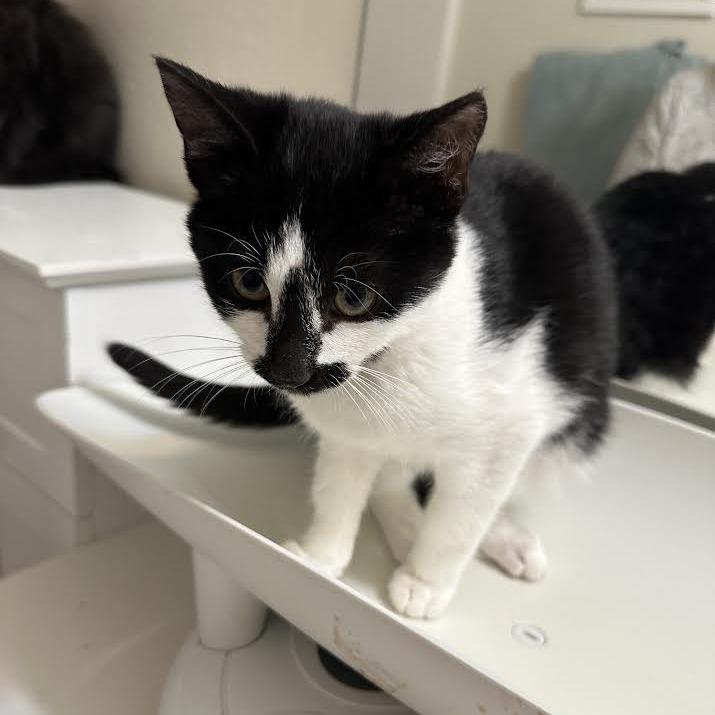 Checkers, Adoptable, Young Male Domestic Short Hair.