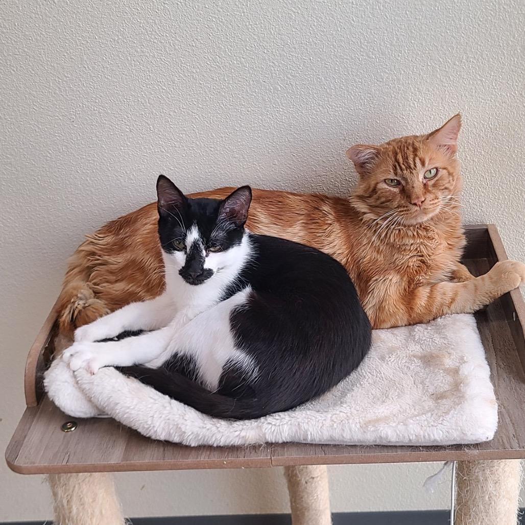 Enlarge Checkers, a Adoptable Domestic Short Hair in Las Vegas, NV image 2/4