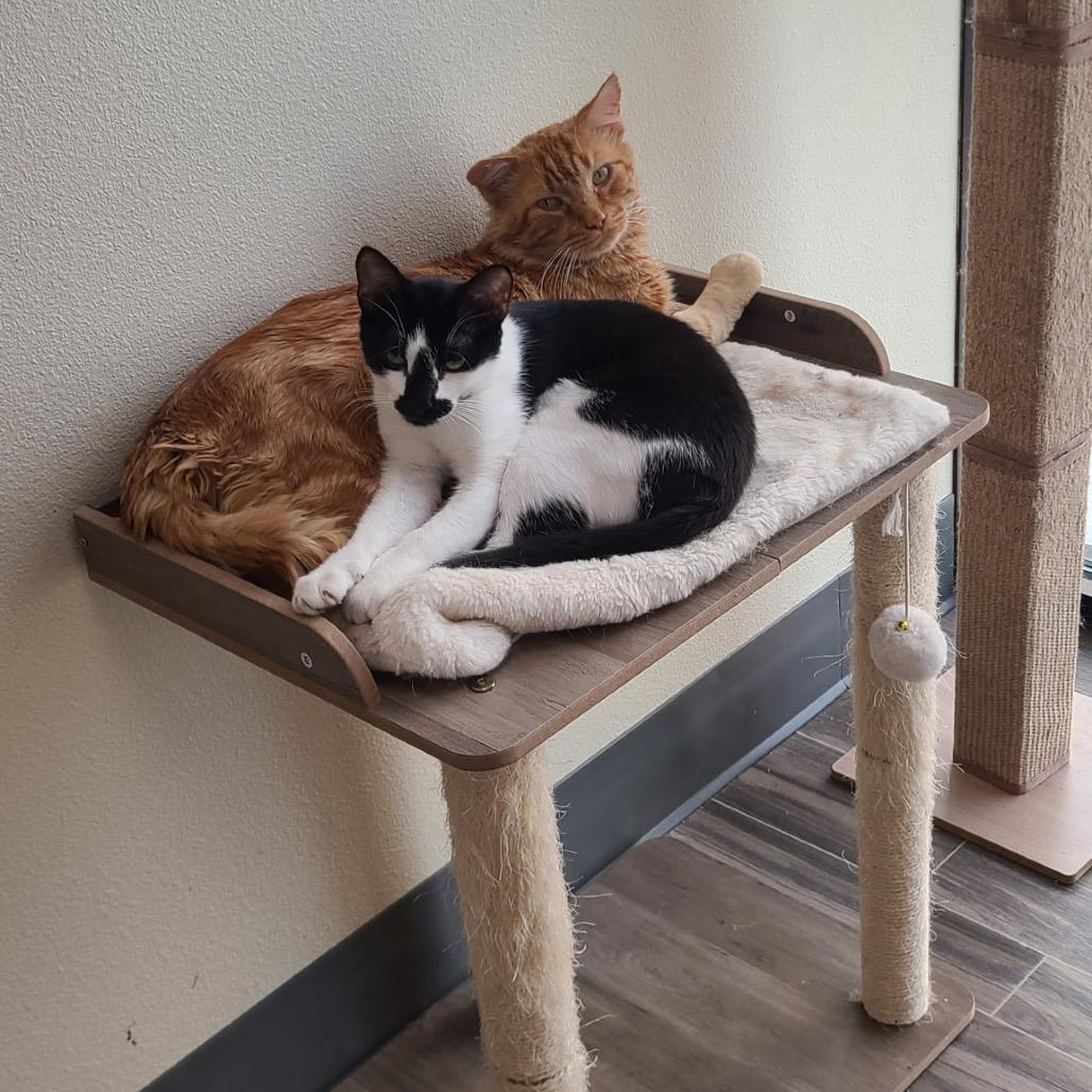 Enlarge Checkers, a Adoptable Domestic Short Hair in Las Vegas, NV image 3/4