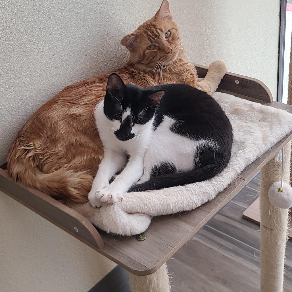 Enlarge Checkers, a Adoptable Domestic Short Hair in Las Vegas, NV image 4/4