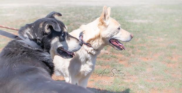 Enlarge Damon, a Adoptable Husky in Hot Springs, SD image 1/1
