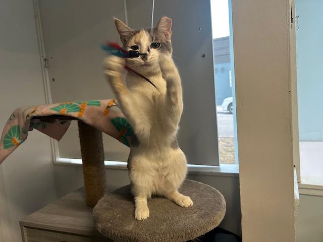 Maggie Mae, an adopted Domestic Short Hair in Chicago, IL image 5/5