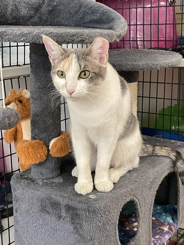 Maggie Mae, an adopted Domestic Short Hair in Chicago, IL image 2/5