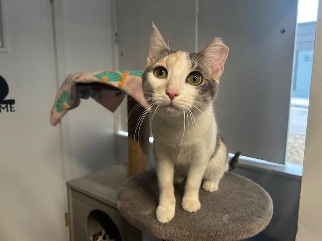 Maggie Mae, an adopted Domestic Short Hair in Chicago, IL image 1/5