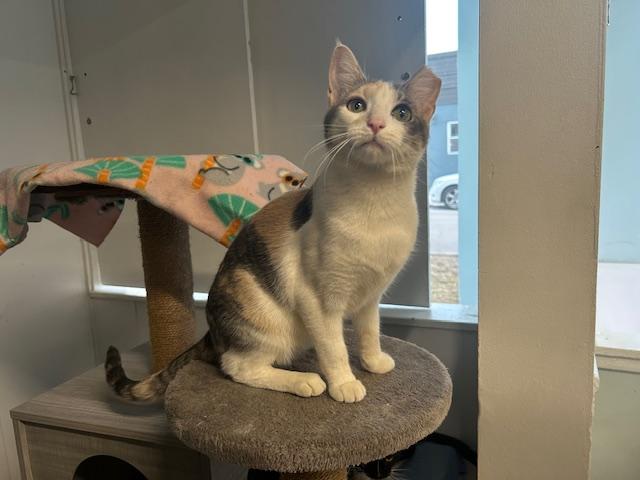 Maggie Mae, an adopted Domestic Short Hair in Chicago, IL image 3/5