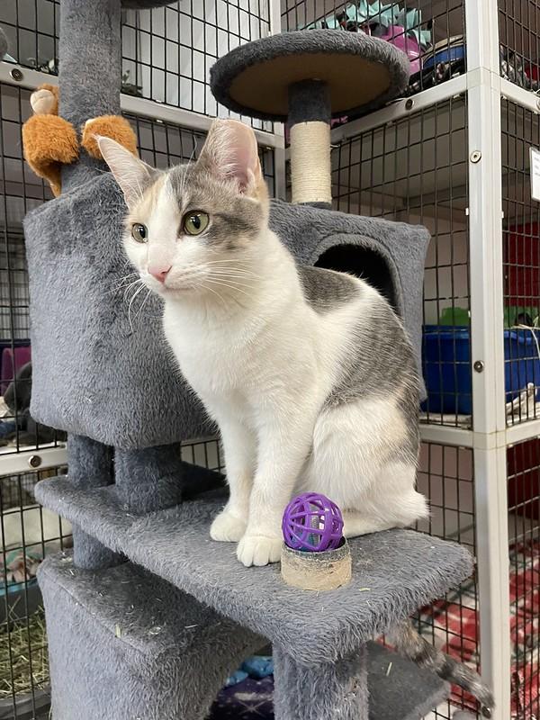 Maggie Mae, an adopted Domestic Short Hair in Chicago, IL image 4/5