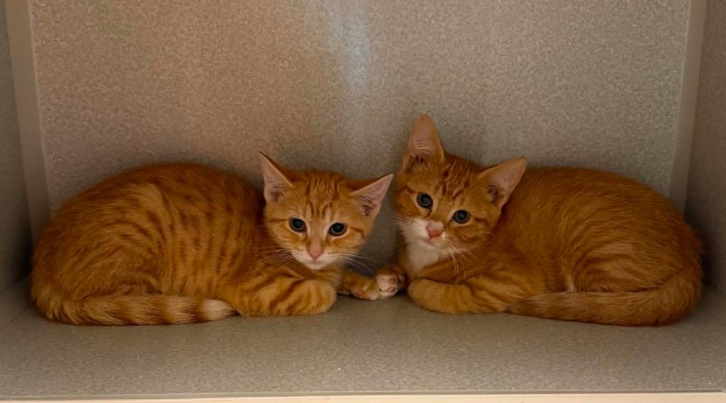 Sprinkle, Adoptable, Kitten Female Domestic Short Hair.