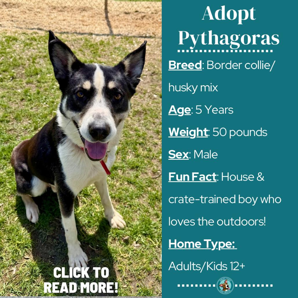 Pythagoras, a Adoptable mixed breed in Metamora, MI image 2/5
