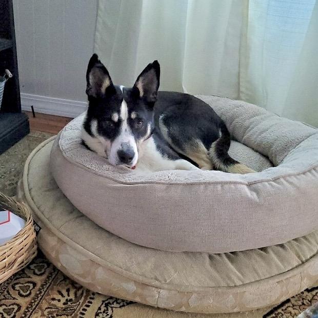 Pythagoras, a Adoptable mixed breed in Metamora, MI image 4/5