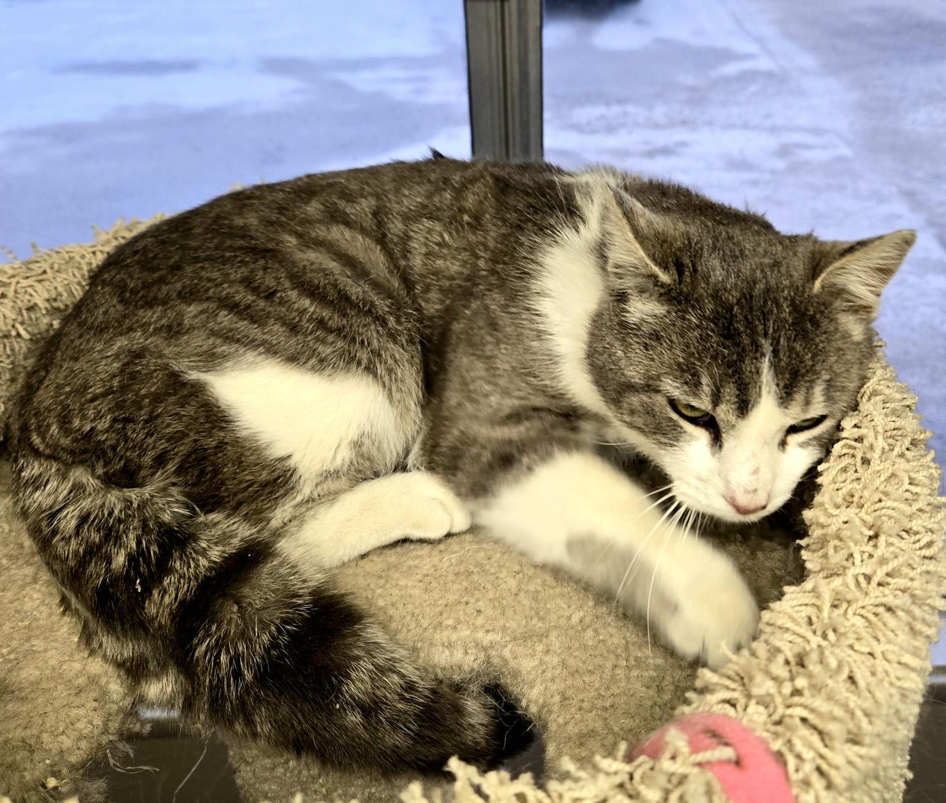 Enlarge Lilo, a ADOPTABLE American Shorthair in Pinedale, WY image 5/6