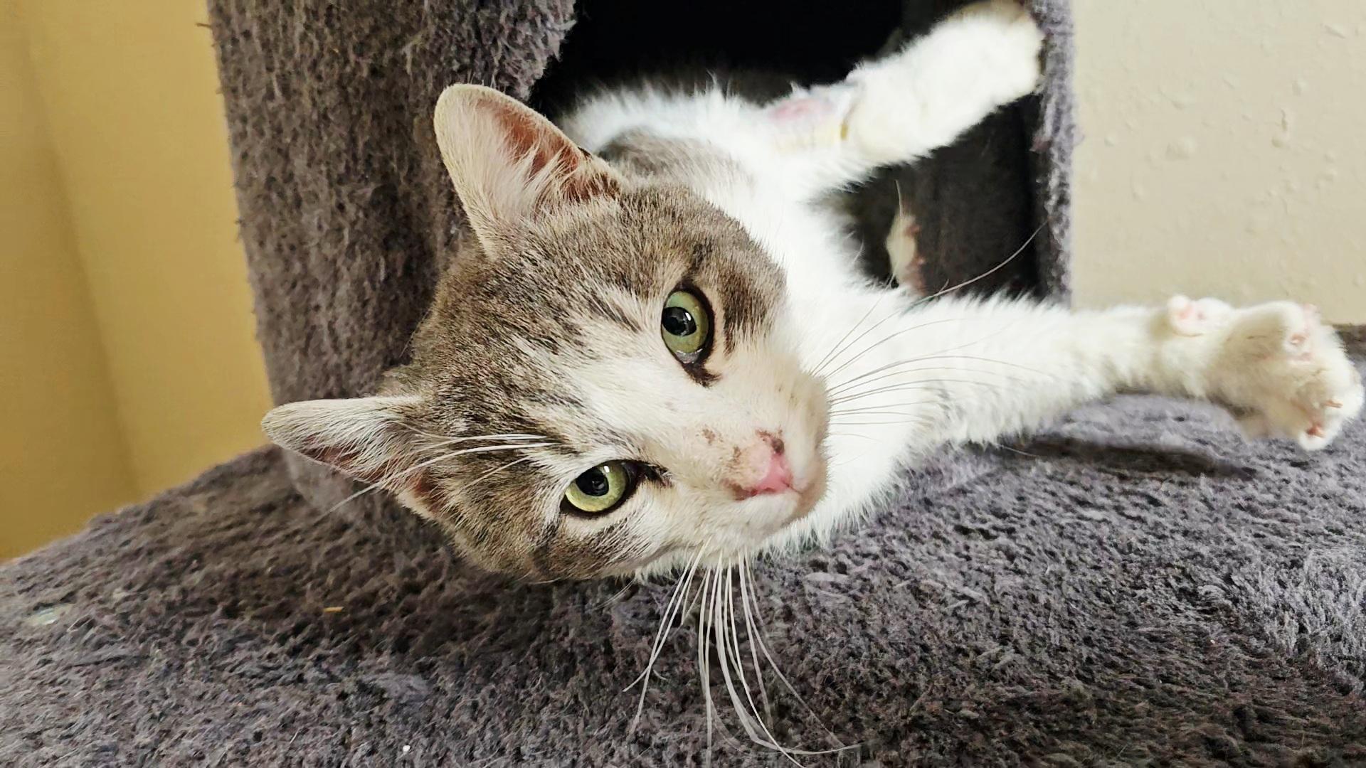 Lilo, ADOPTABLE, Young Male American Shorthair.