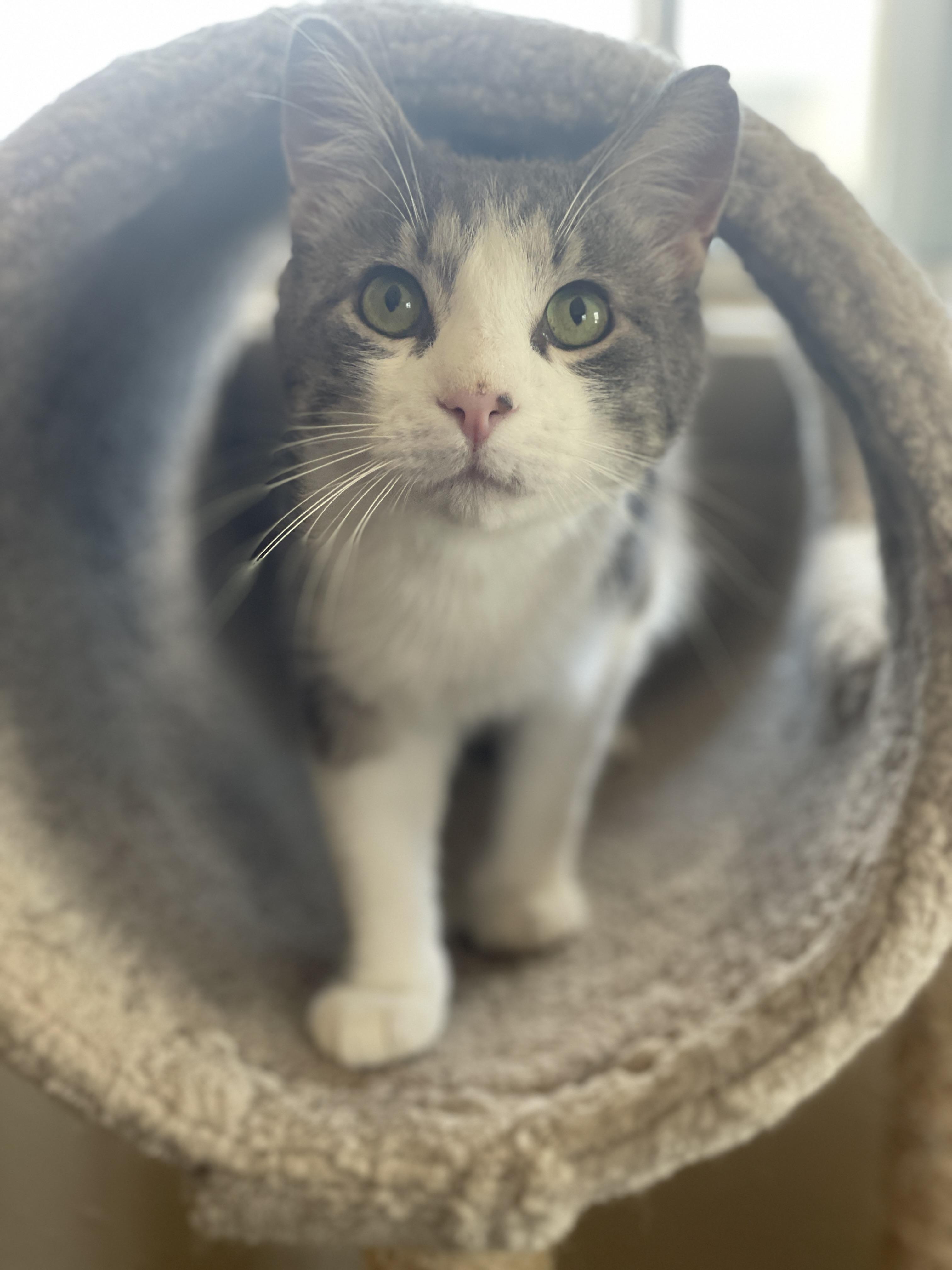 LILO, adoptable, Young Male American Shorthair.