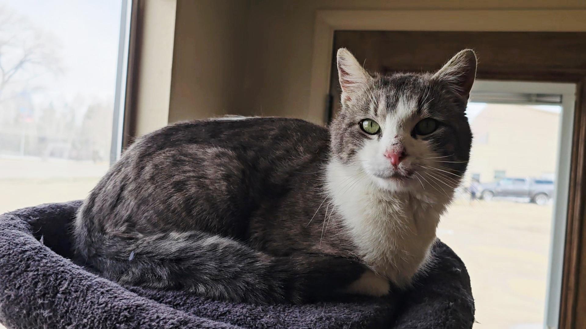 Lilo, ADOPTABLE, Young Male American Shorthair.