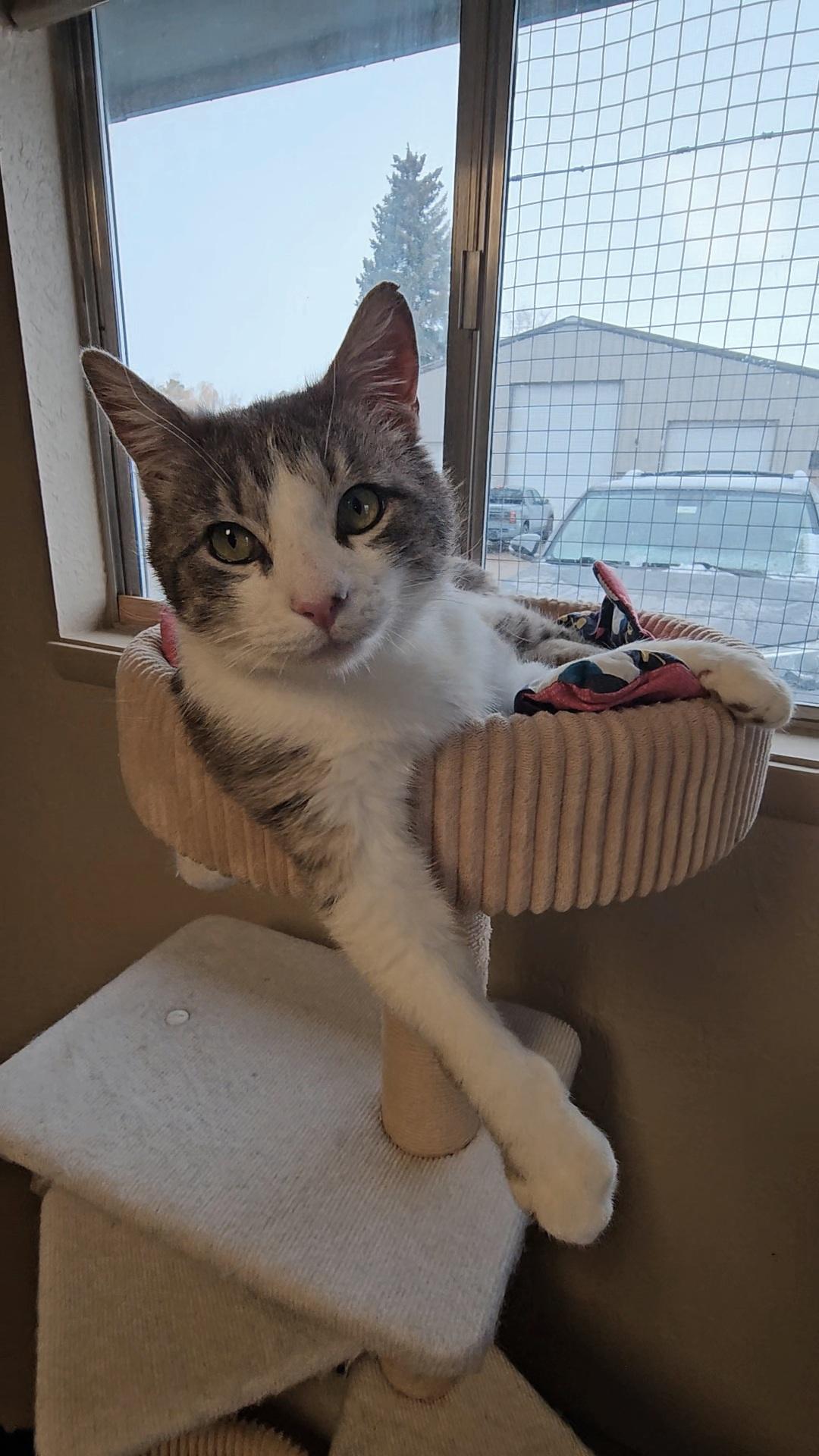 LILO, an adoptable American Shorthair in Pinedale, WY image 2/6