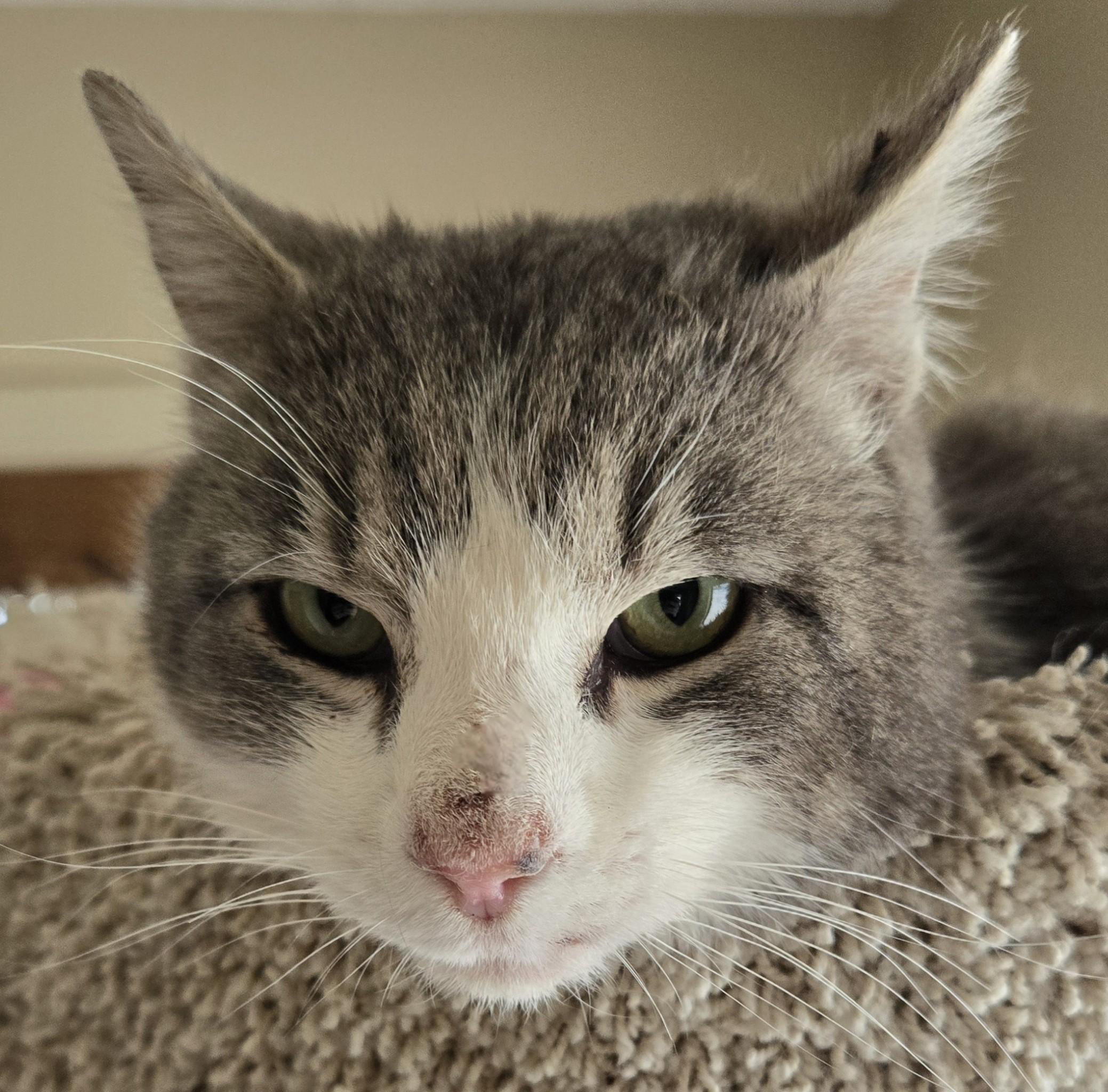 Enlarge Lilo, a ADOPTABLE American Shorthair in Pinedale, WY image 6/6