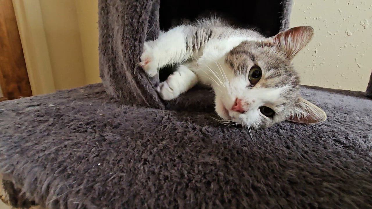 Enlarge Lilo, a ADOPTABLE American Shorthair in Pinedale, WY video 2/6