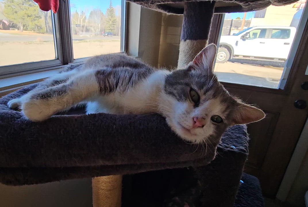 Enlarge Lilo, a ADOPTABLE American Shorthair in Pinedale, WY video 3/6