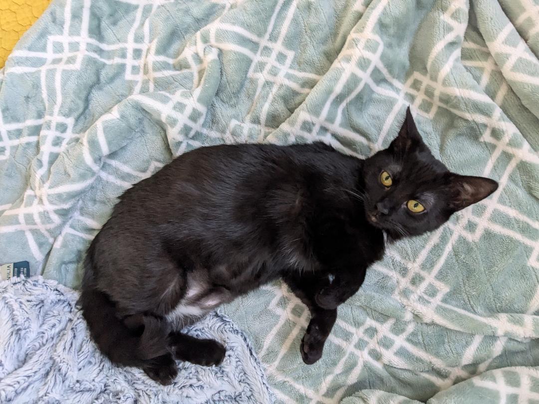 Enlarge Niagra, an adopted Domestic Short Hair in Lombard, IL image 3/5