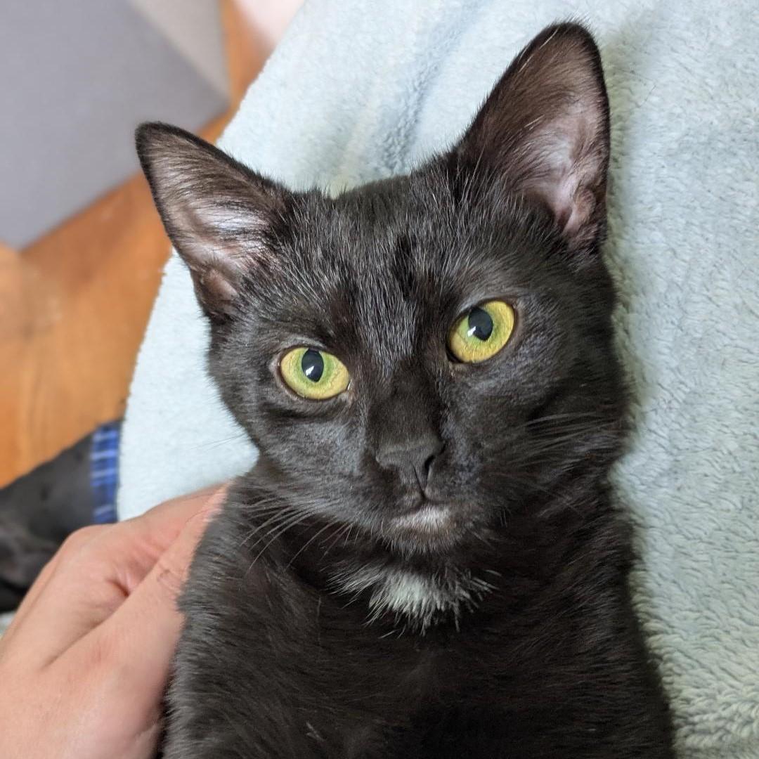 Niagra, adoptable, Kitten Female Domestic Short Hair.