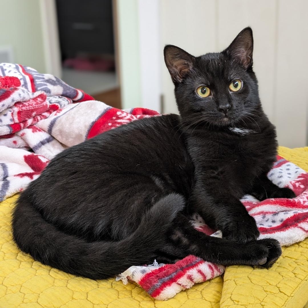 Niagra, adopted, Kitten Female Domestic Short Hair.