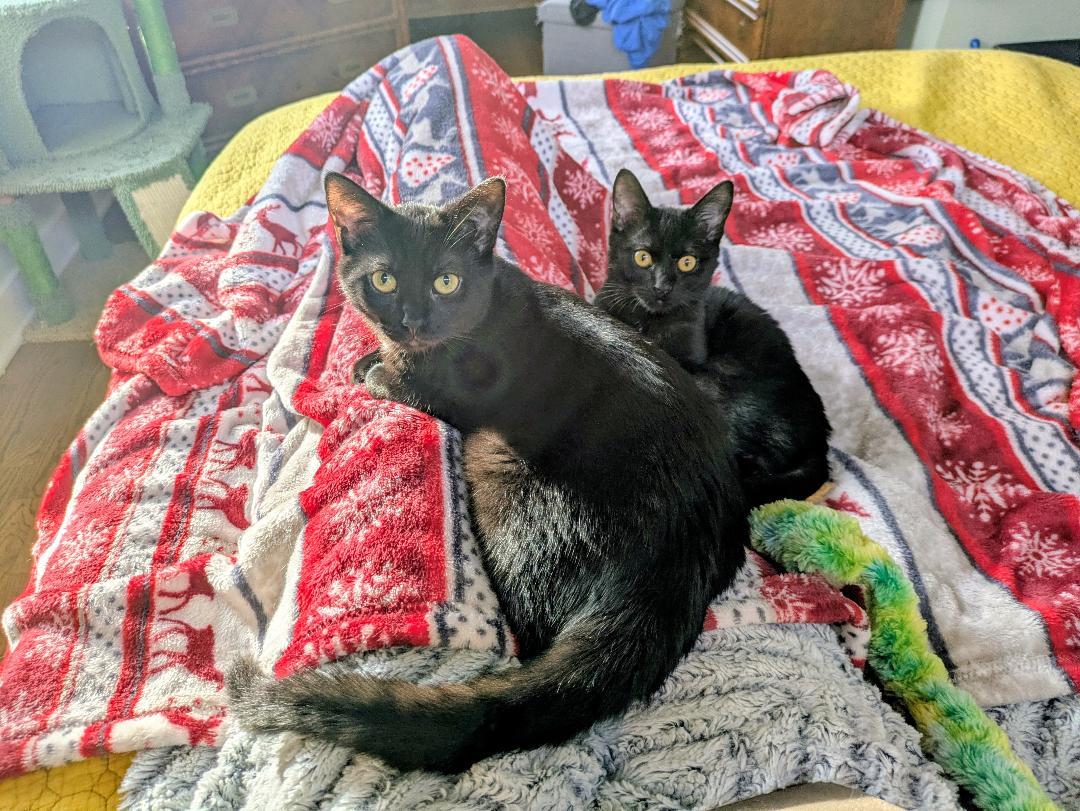 Enlarge Niagra, an adopted Domestic Short Hair in Lombard, IL image 5/5