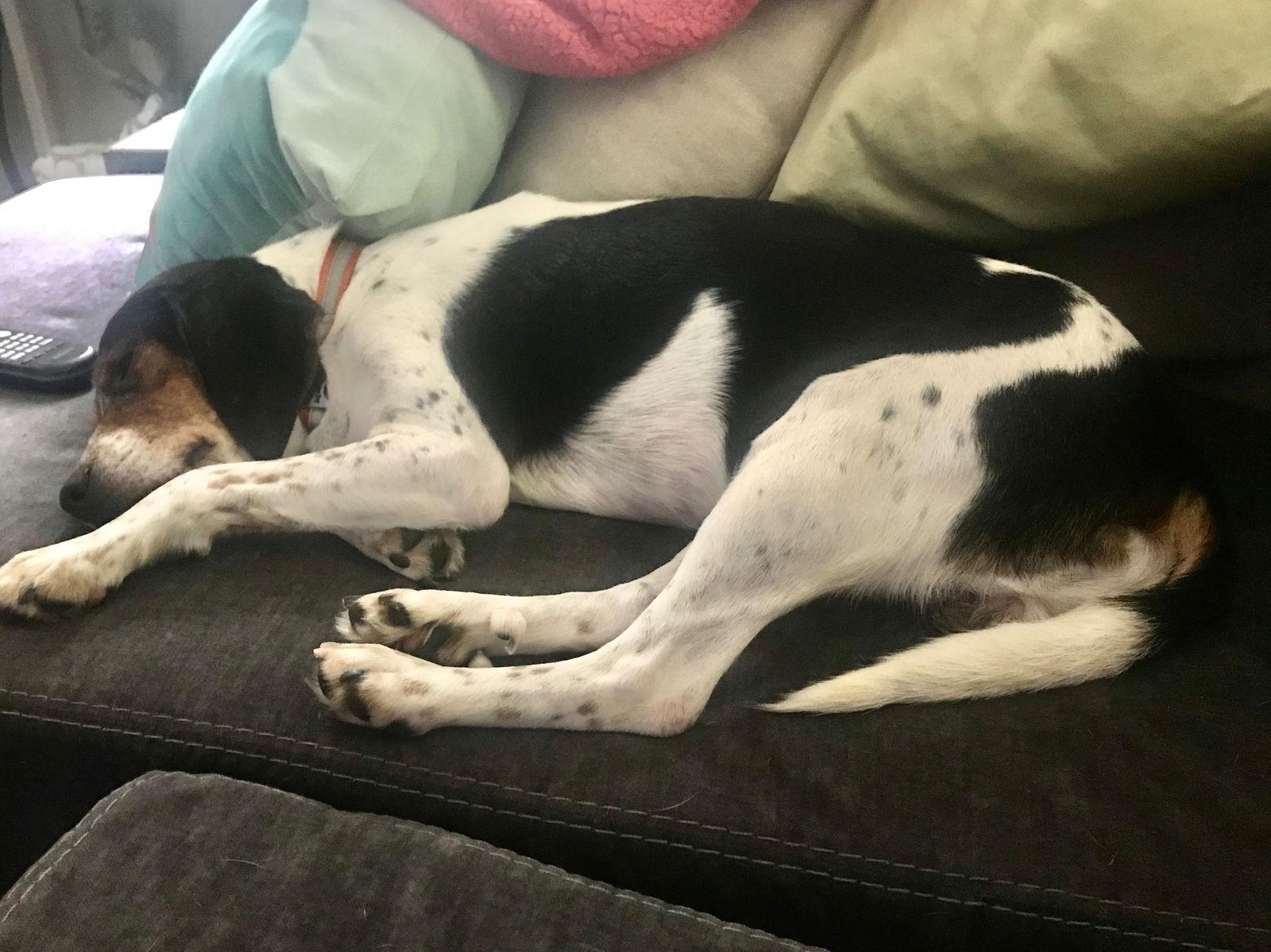 Enlarge Charlie 2019, a Adopted mixed breed in Chesapeake, VA image 1/3