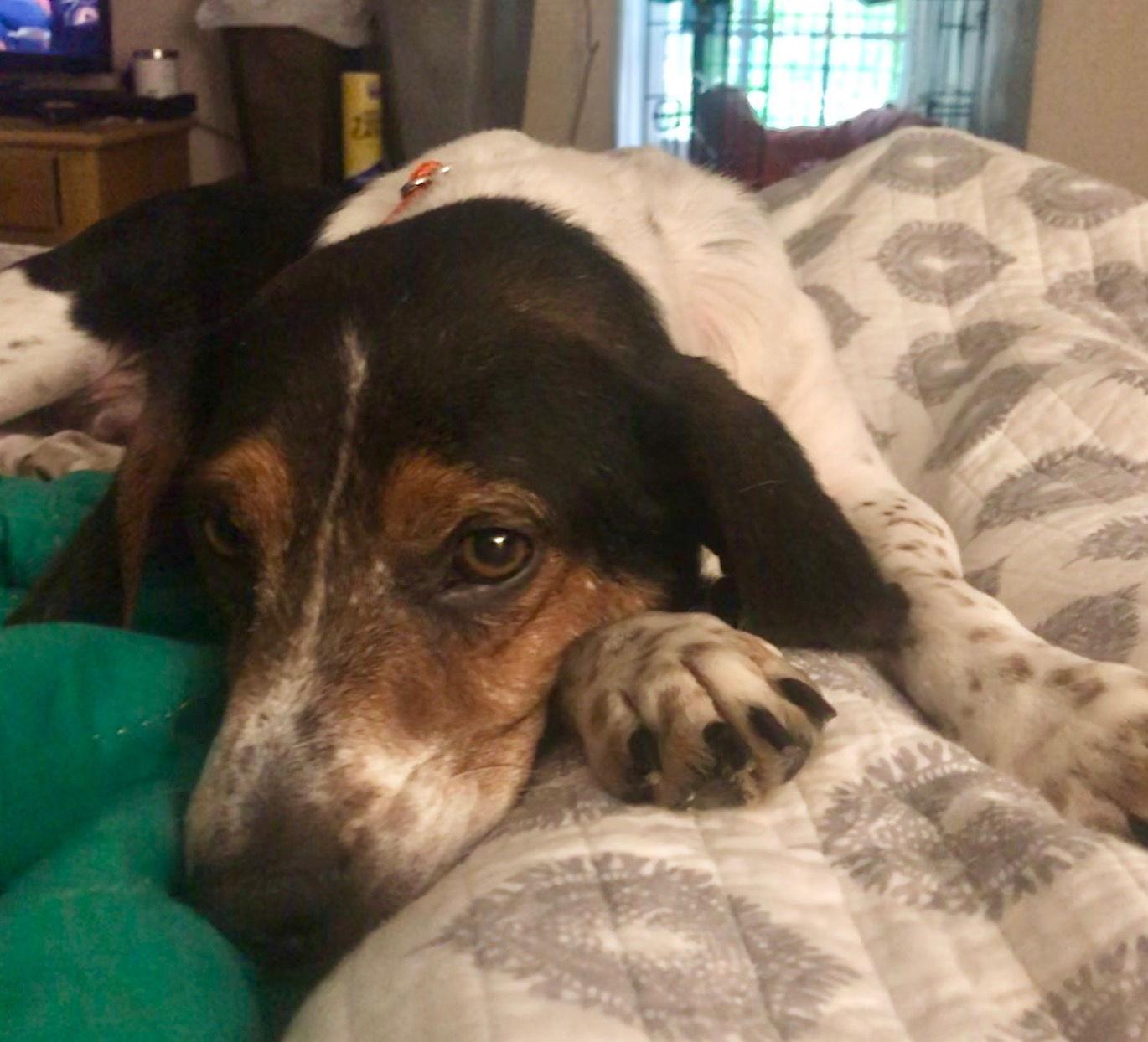 Charlie 2019, Adopted, Adult Male Beagle & Hound.