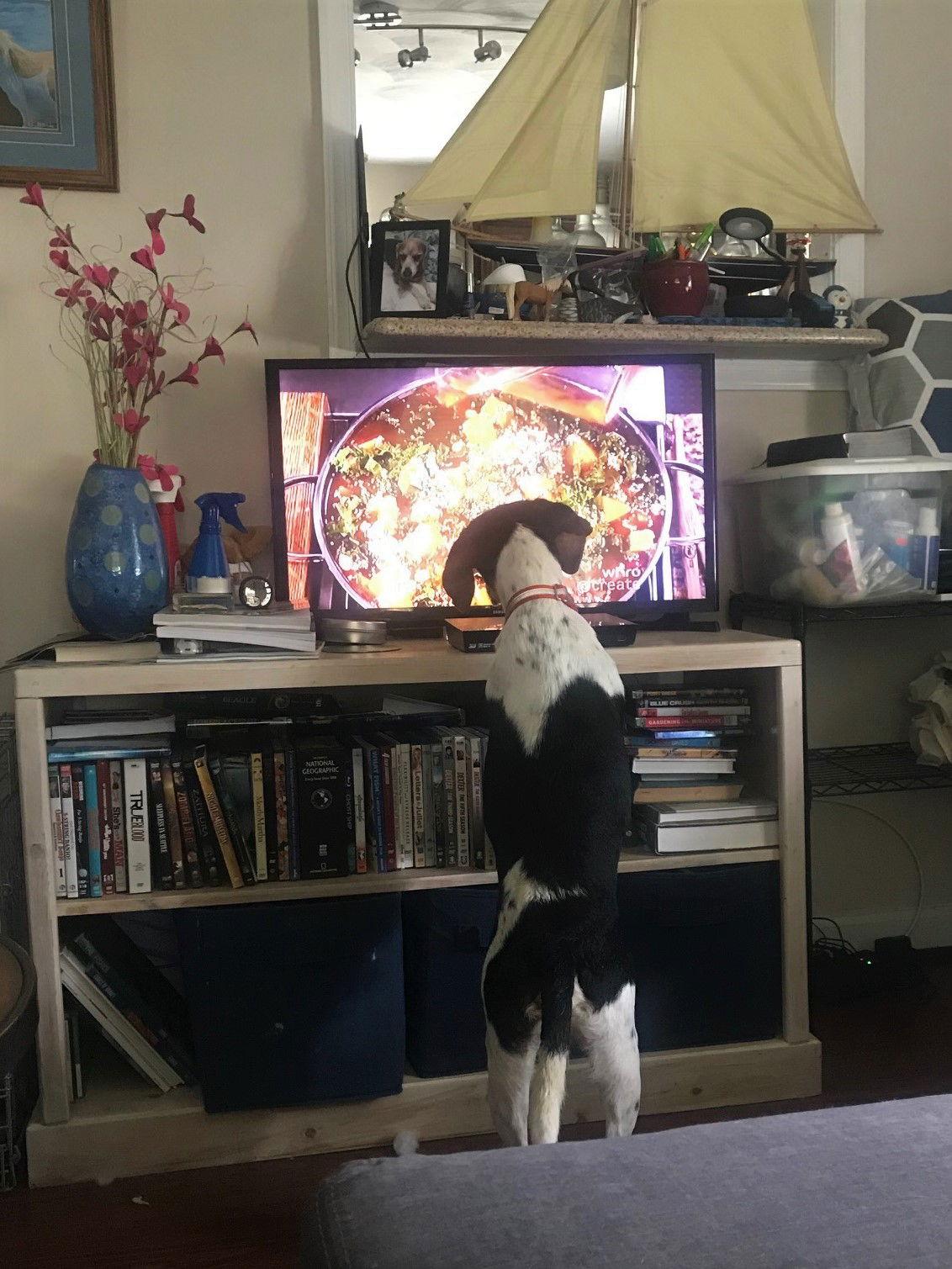 Enlarge Charlie 2019, a Adopted mixed breed in Chesapeake, VA image 3/3