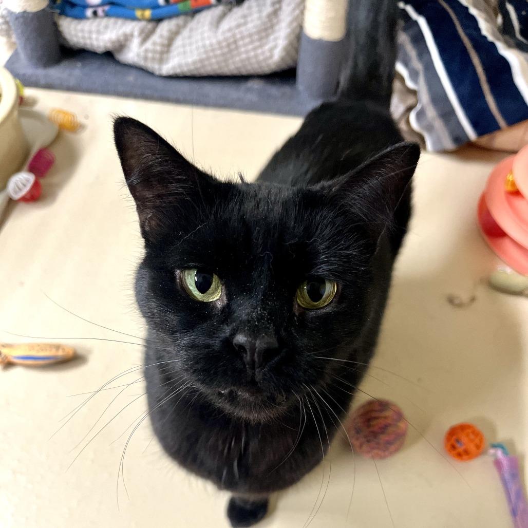 Maui, Adoptable, Senior Female Domestic Short Hair.