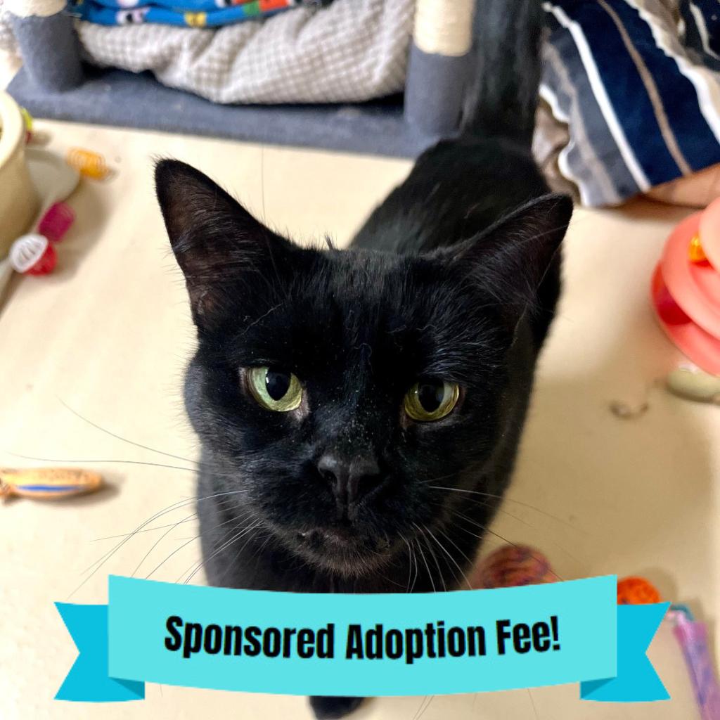 Enlarge Maui, a Adoptable Domestic Short Hair in Novelty, OH image 2/2