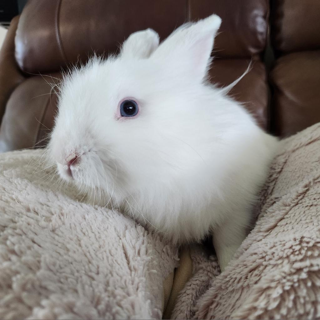 Enlarge Flurry, a Adoptable Lionhead in Hilliard , FL image 1/6