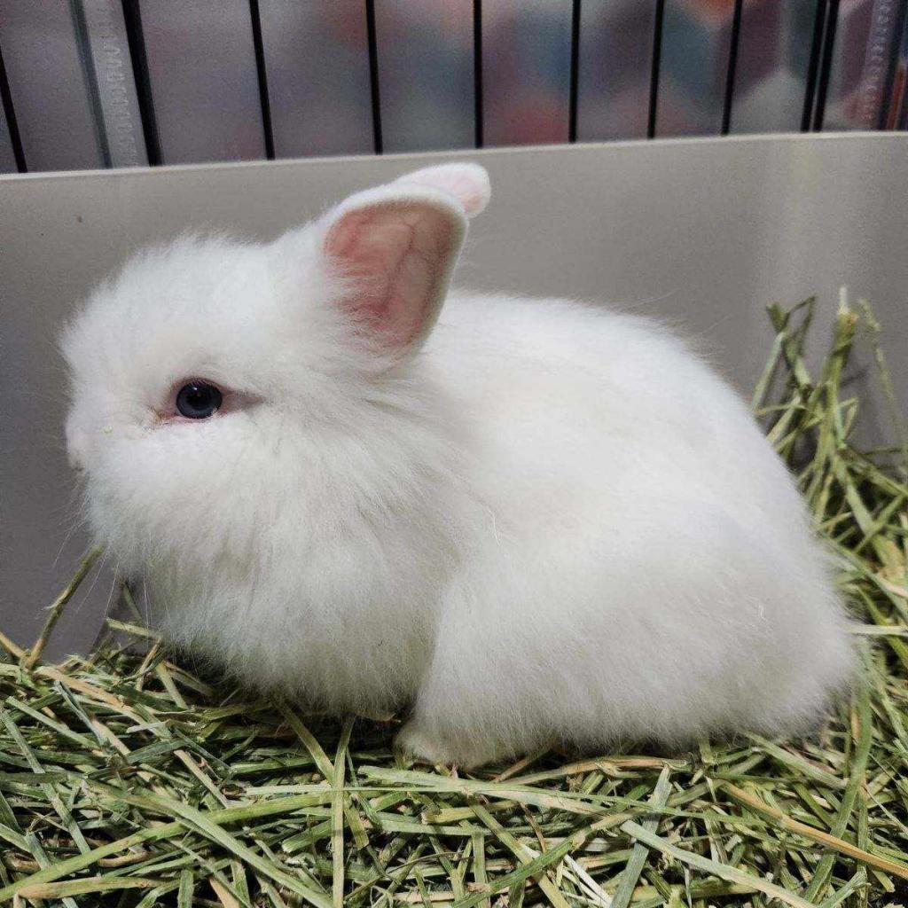 Enlarge Flurry, a Adoptable Lionhead in Hilliard , FL image 4/6