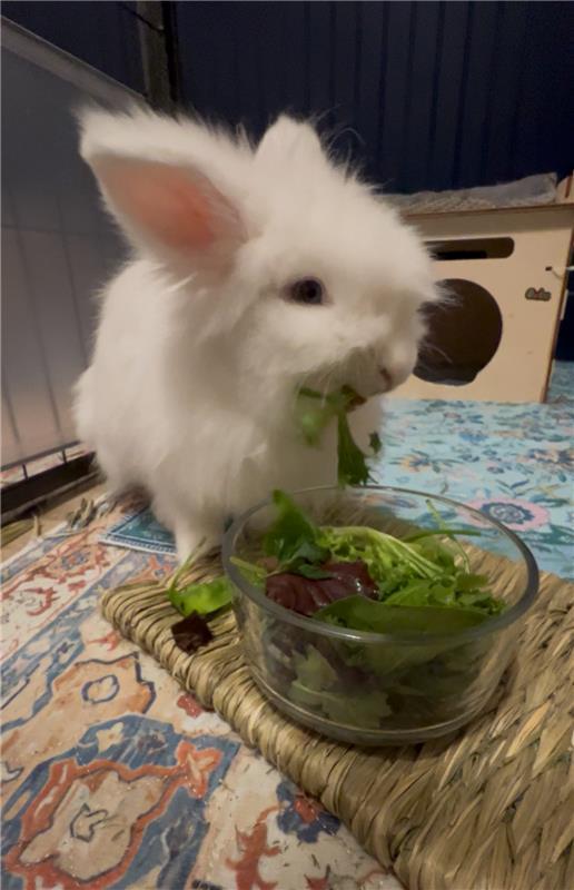 Flurry, Adoptable, Adult Male Lionhead.
