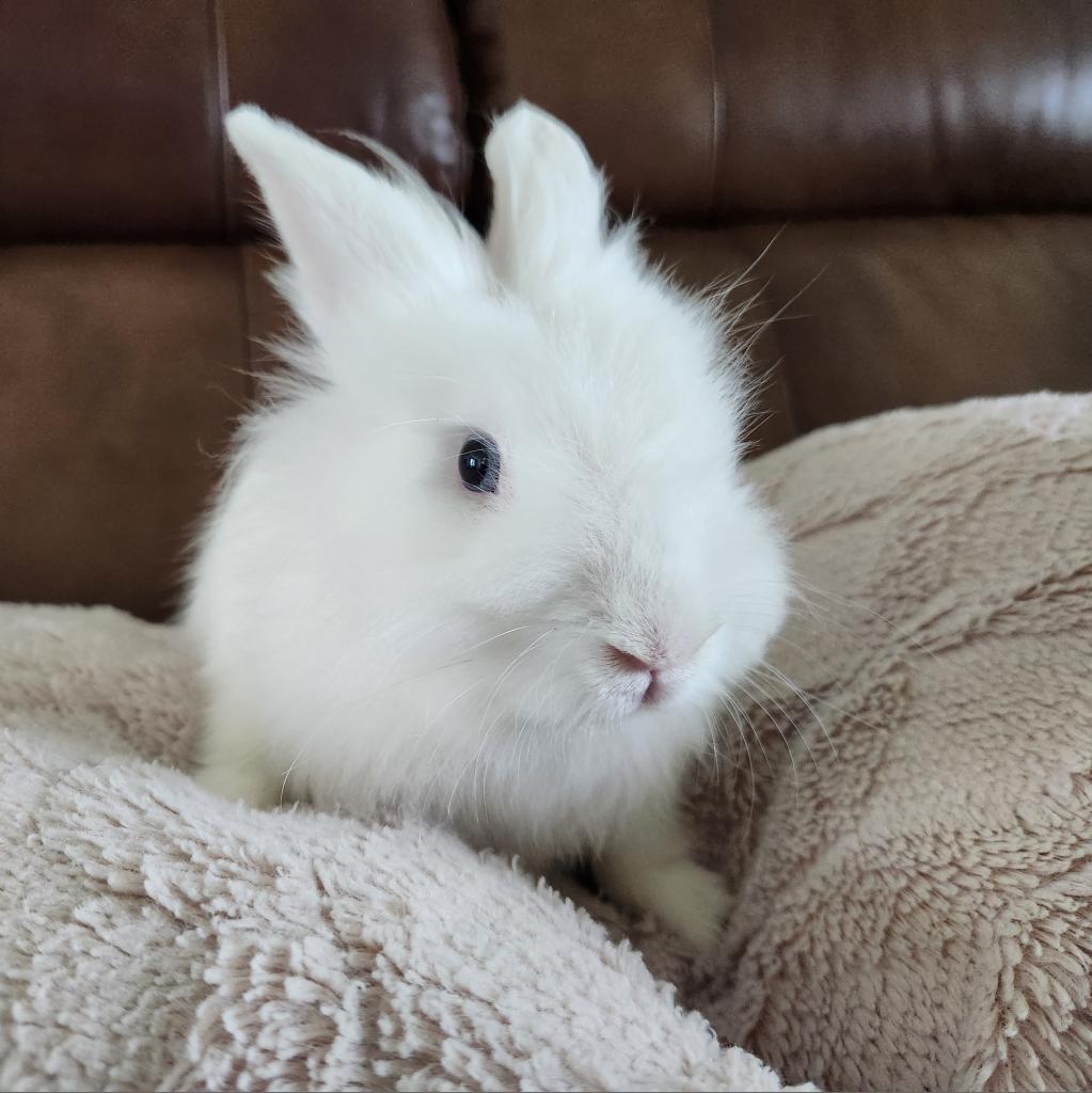 Enlarge Flurry, a Adoptable Lionhead in Hilliard , FL image 5/6