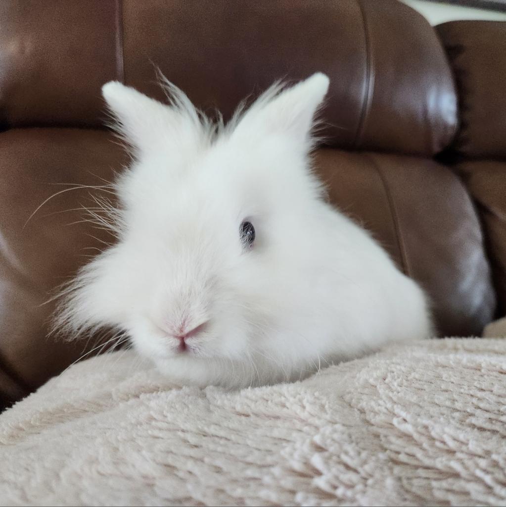 Enlarge Flurry, a Adoptable Lionhead in Hilliard , FL image 1/6