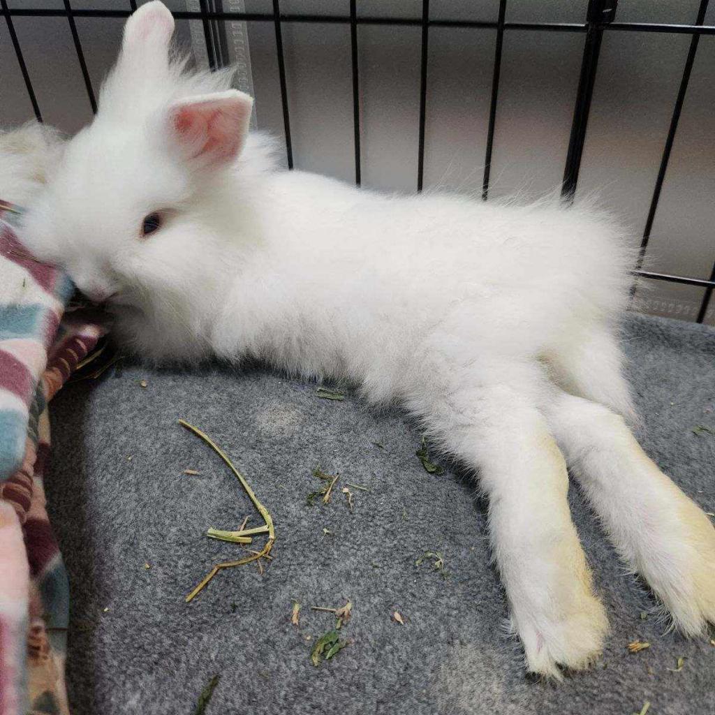 Enlarge Flurry, a Adoptable Lionhead in Hilliard , FL image 2/6