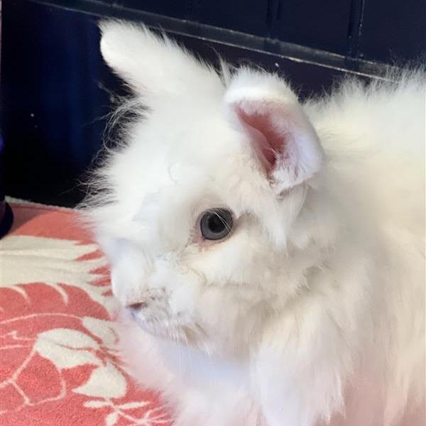 Enlarge Flurry, a Adoptable Lionhead in Hilliard , FL image 3/6